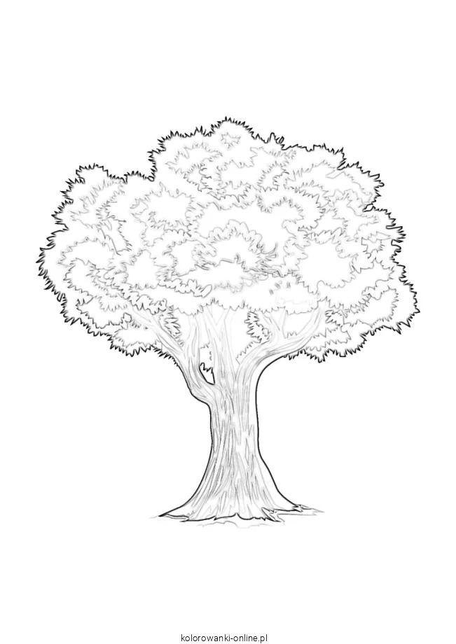 duże drzewo kolorowanka