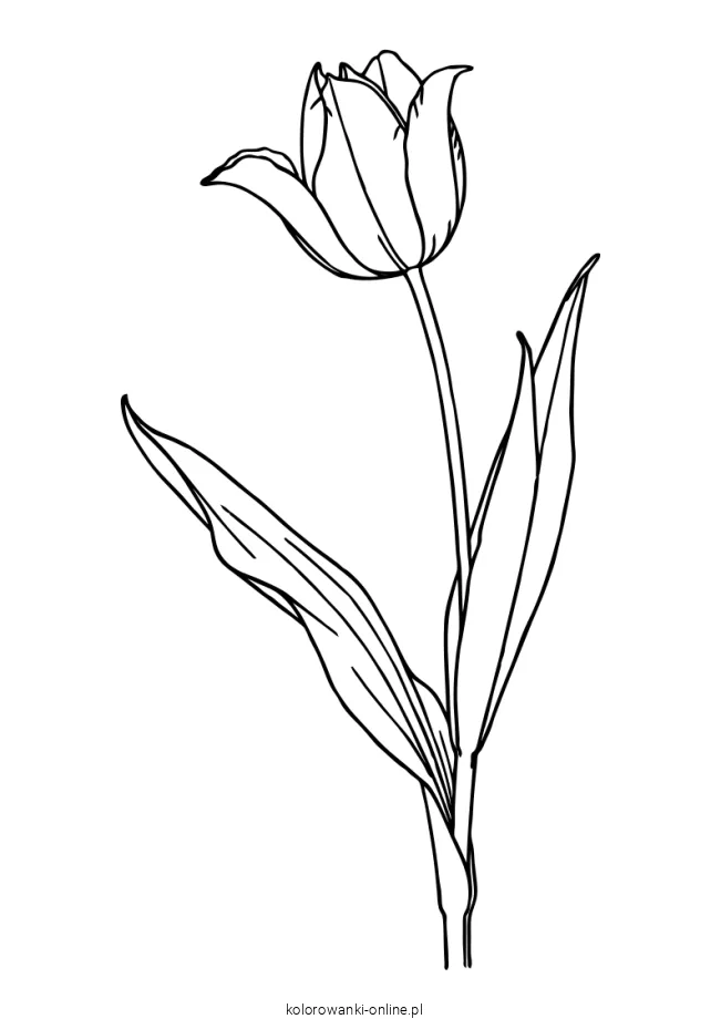 tulipan kolorowanka