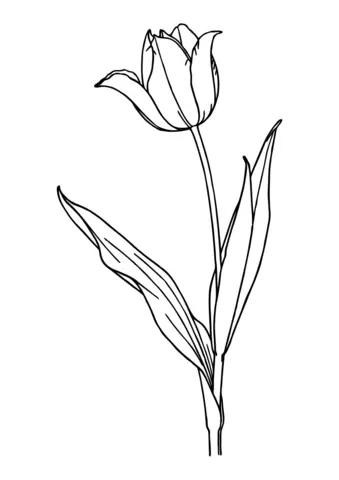 tulipan kolorowanka