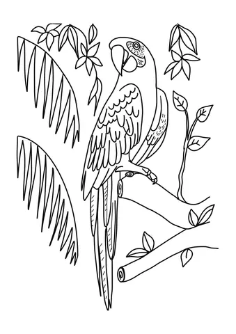 papuga ara kolorowanka